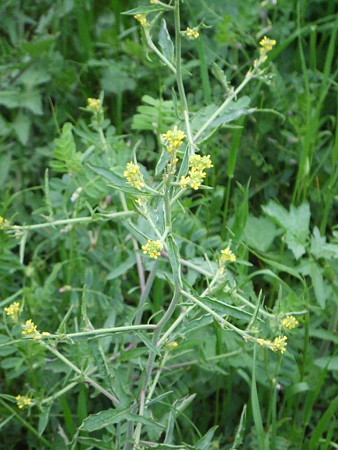 カキネガラシ（垣根枯らし）