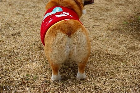 DSC06230