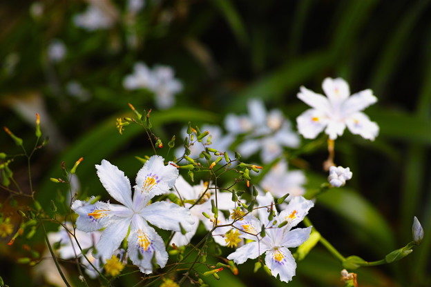 SDIM0784