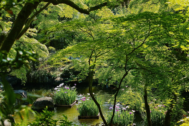 SDIM1164