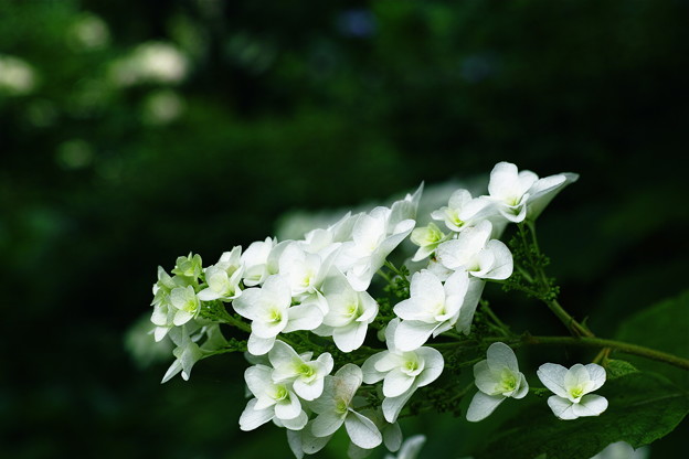 SDIM1273