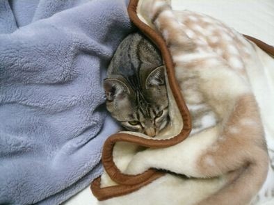 みかんの巣こもり05