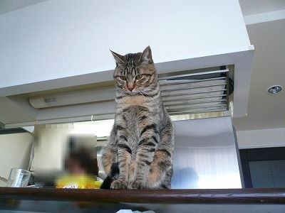みーちゃん復活