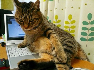 みーちゃんP1070876