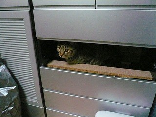 みーちゃんP1070590