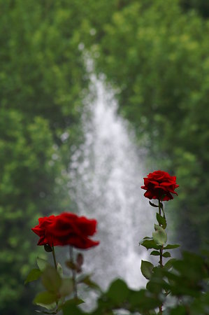 薔薇と噴水