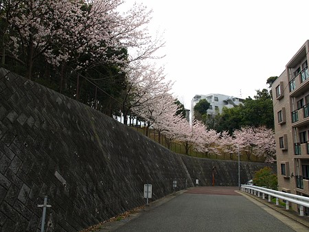 桜巡り 桜坂 福岡 博多のおすすめスポット紹介 ｕｚｏｕ日記