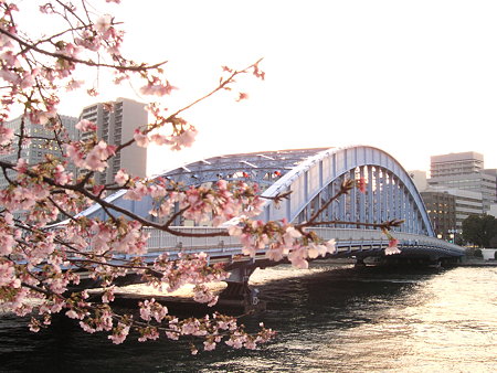 大寒桜と永代橋