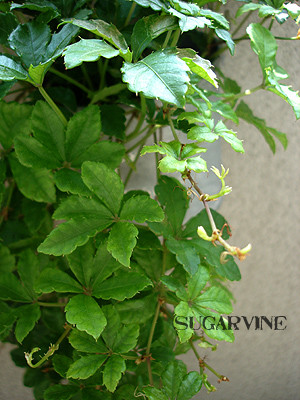 20080720_04