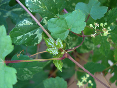 20080816_01