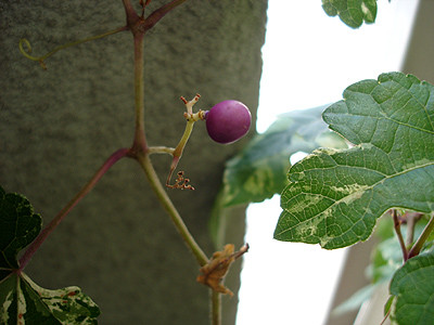 20080829_01