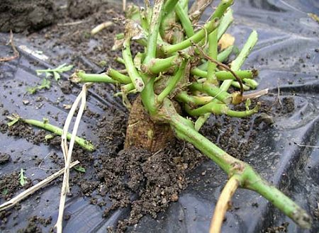 植え方でこうも違うか さつまいも せまなーる クルティーボ りあっこの菜園日記 楽天ブログ