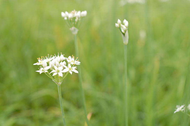 白い雑草の花 写真共有サイト フォト蔵