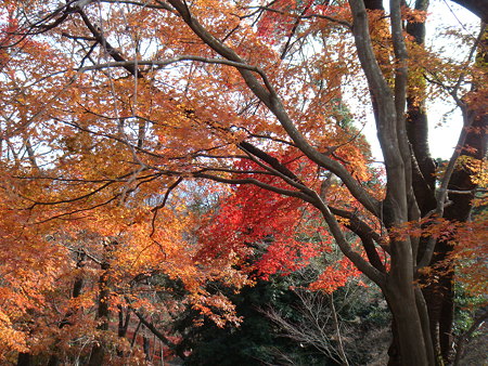 紅葉@修善寺-虹の郷