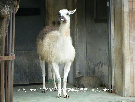 DSCF2832_pa