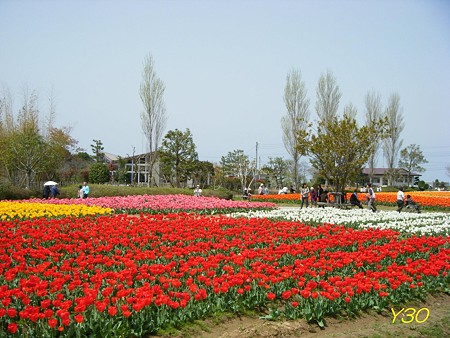 DSCF6554_P