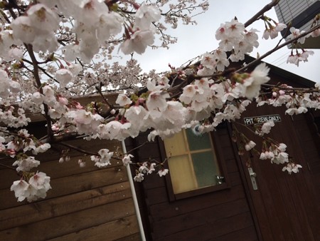 我が家の桜　2014