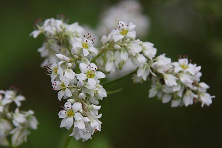 ソバの花