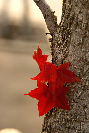 モミジの紅葉