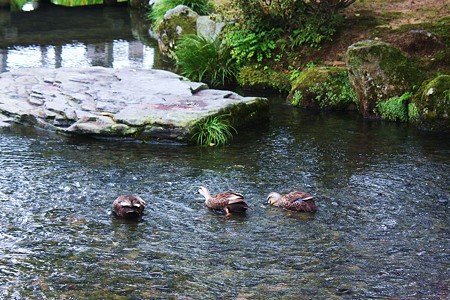 兼六園　　カルガモ