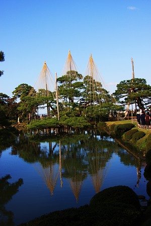 唐崎の松　雪つり　３本だけ完成　兼六園