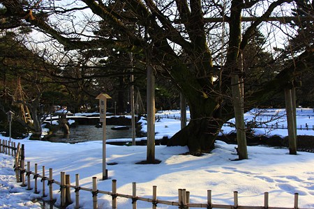 旭桜と雪