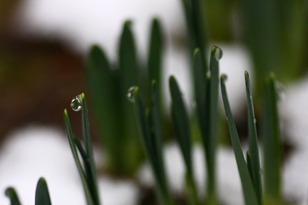 水仙の葉　雪と滴