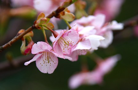 河津桜華やかに！