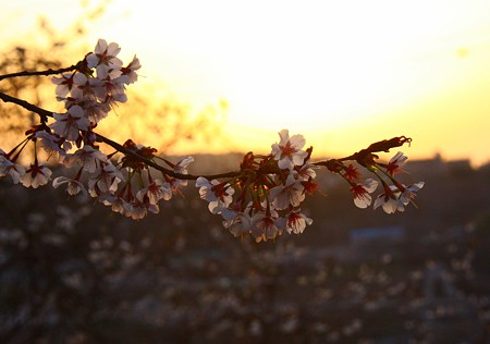 山桜　夕日に映えて！