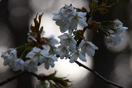 伊豆多賀白桜