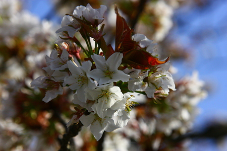 兼六園旭桜