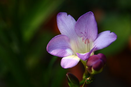 フリージアが開花！ 可愛く (#^.^#)