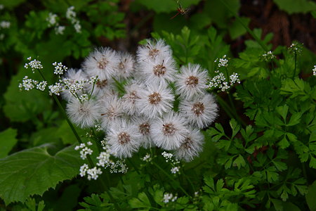 山での寄せ植え　樹木公園