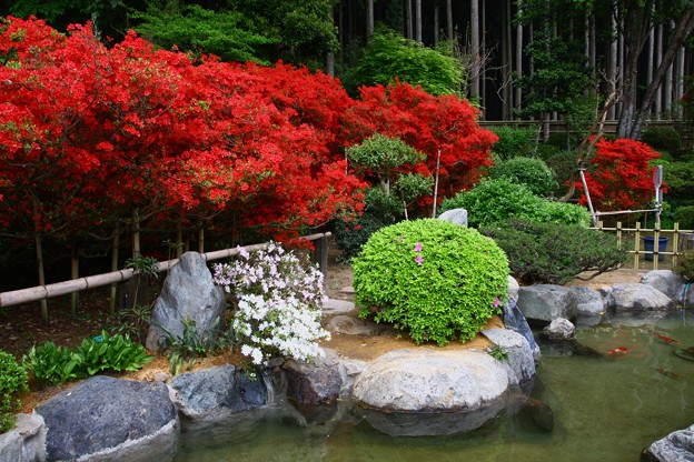 満開 のとキリシマツツジ 庭と池 円光寺 写真共有サイト フォト蔵