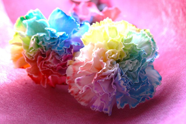 レインボーカーネーション 2 写真共有サイト フォト蔵