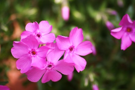 芝桜