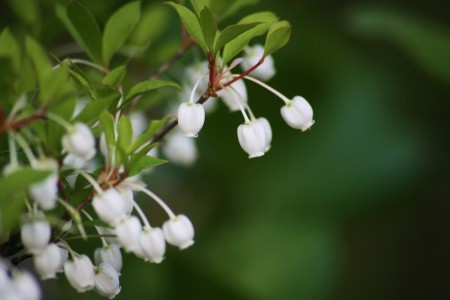 ドウダンツツジの花