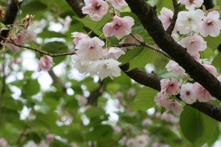 まだ咲いている桜・雨宿（アマヤドリ）石川県樹木公園