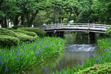 兼六園　カキツバタ　花見橋