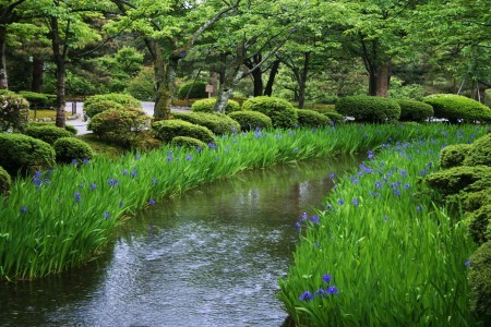 カキツバタと曲水