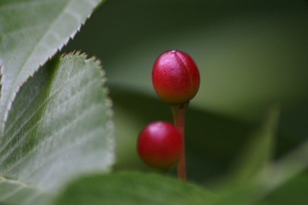 桜の木のサクランボ　兼六園