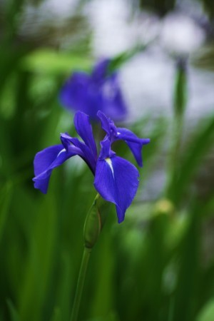 兼六園　カキツバタ