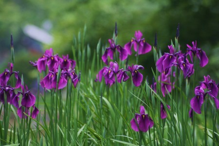 花ショウブ・卯辰山菖蒲園