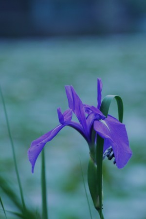 カキツバタ（凛として物静かに…naotoさんに付けていただきました）