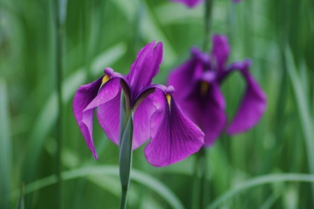 花ショウブ・卯辰山菖蒲園