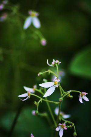 飛び交う蝶…温泉さん命名　（庭のユキノシタ）