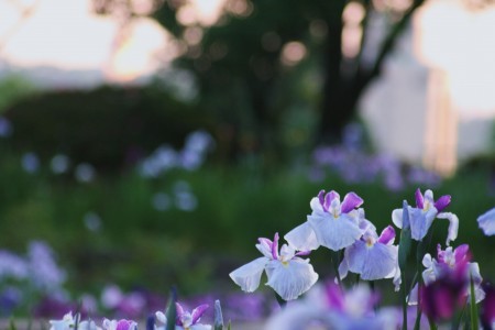 花ショウブ(2)