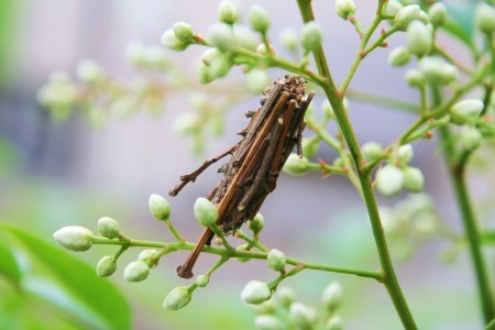 蓑虫と南天の蕾