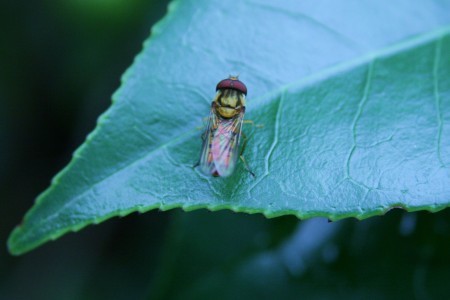 何の虫かな…ハナアブ