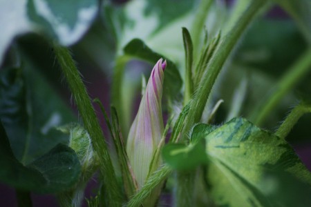 つるなし朝顔の蕾